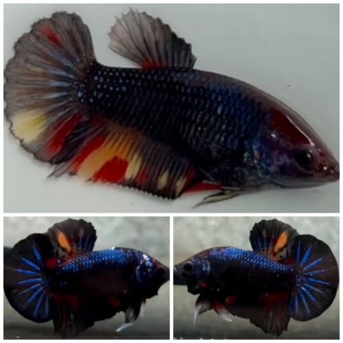 Pair Black Variation