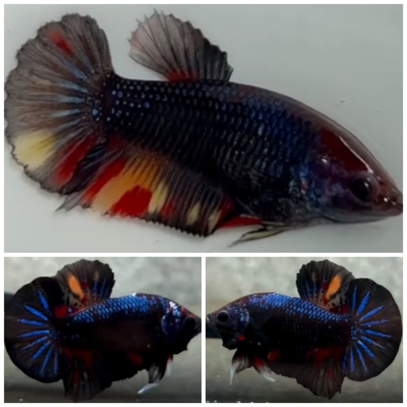 Pair Black Variation