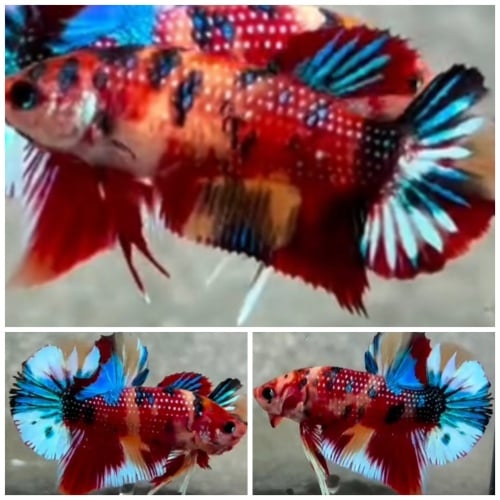 Pair Metallic Multicolour