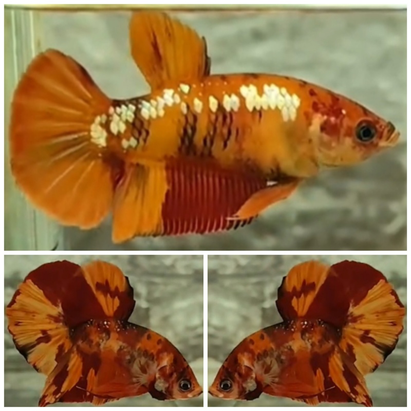 Pair Nemo Classic
