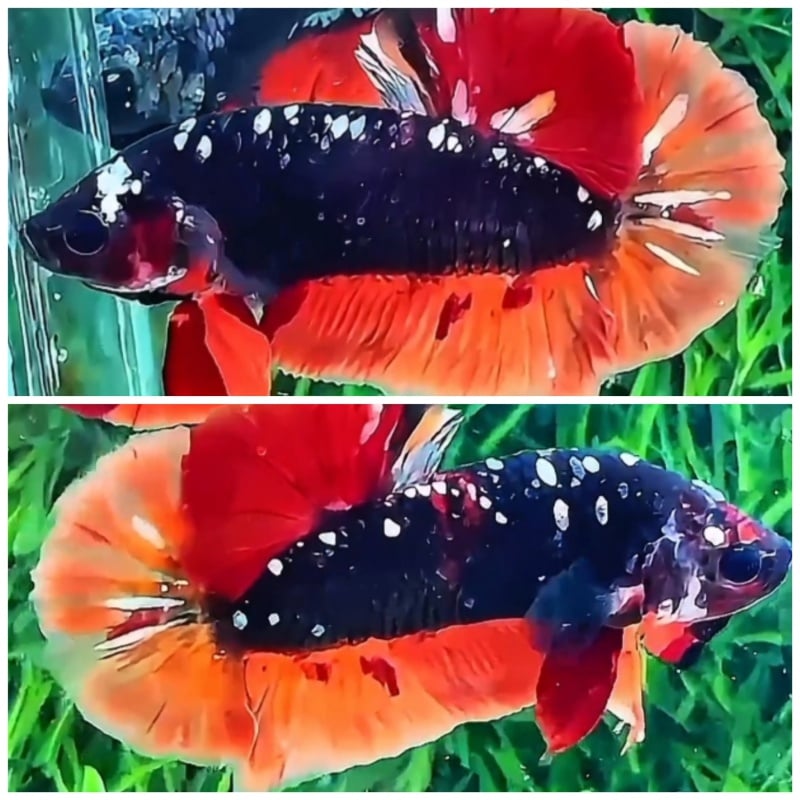 Black Nemo