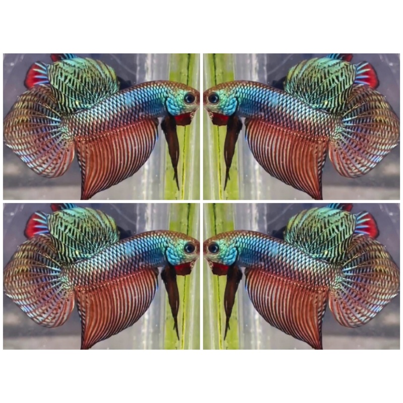 Smaradigna Carbon