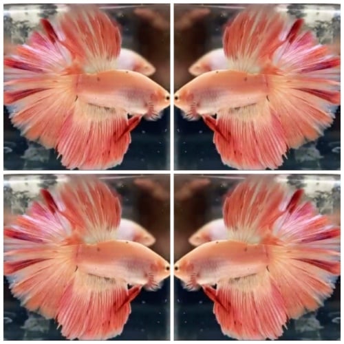 Pinky Roseo