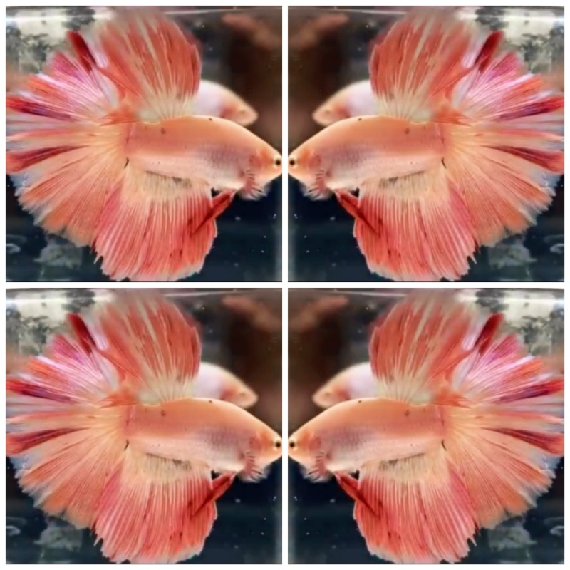 Pinky Roseo