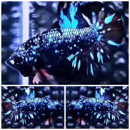 Top Avatar Nebula #3