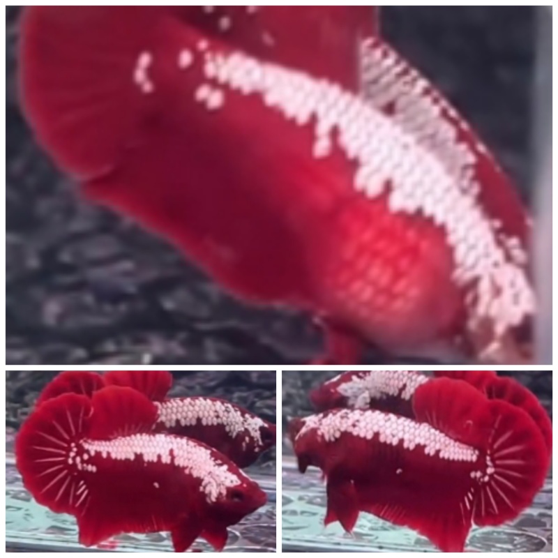 Pair Red Samurai