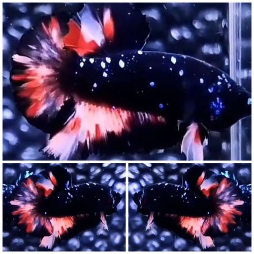 Black Fire #1