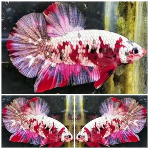 Red Koi Copper