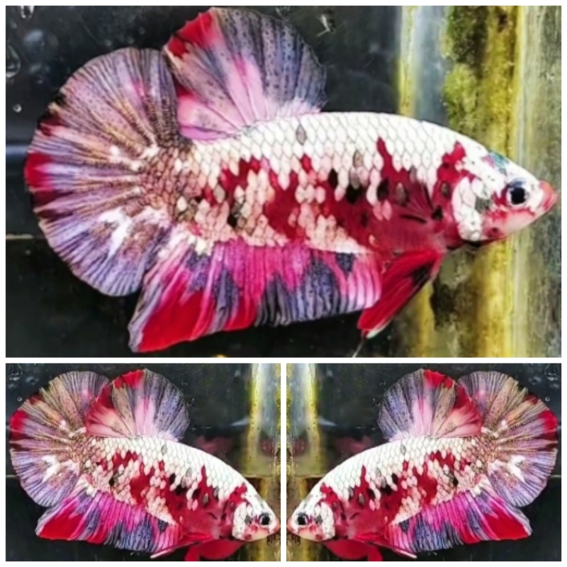 Red Koi Copper