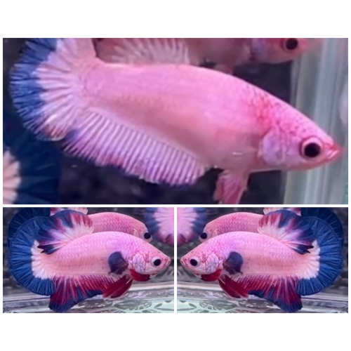 Pair Pink Flamingo