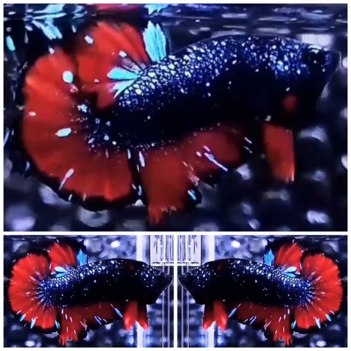 Top Avatar Nebula #4