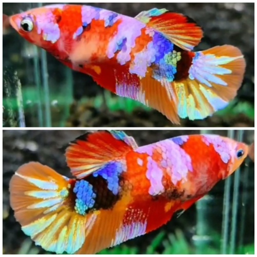Female Multicolour #1