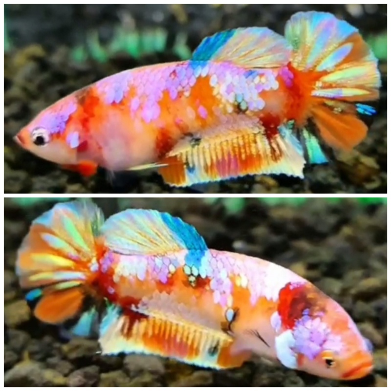Female Multicolour #2