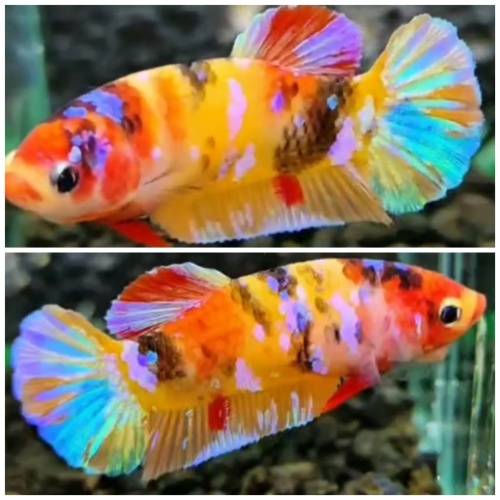 Female Multicolour #3