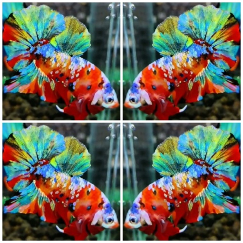 Sweet Multicolour #3