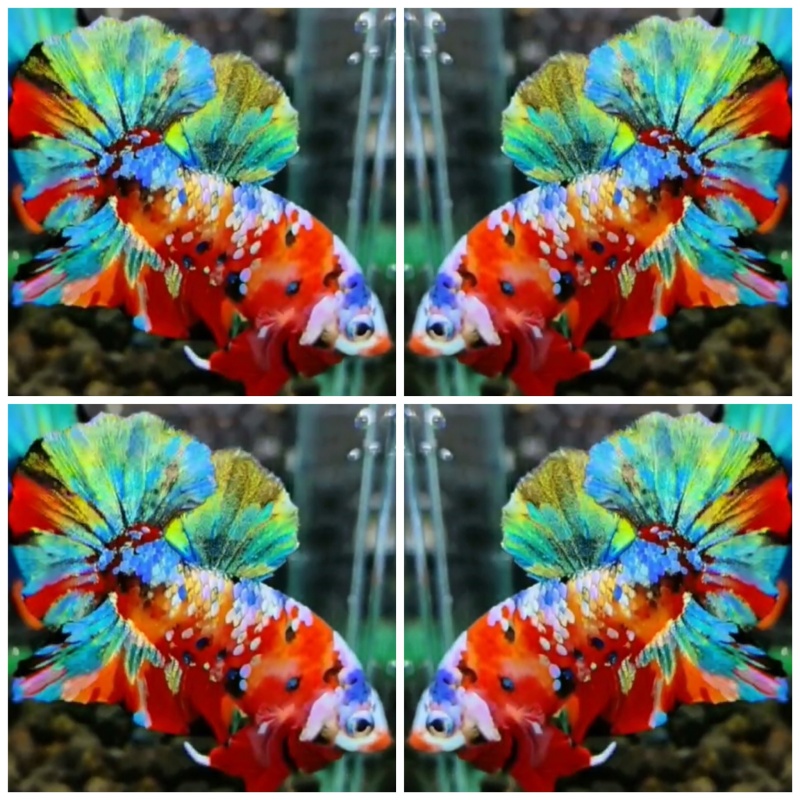 Sweet Multicolour #3