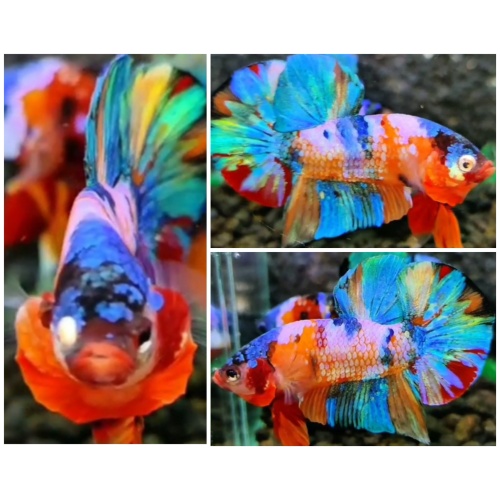 Sweet Multicolour #1