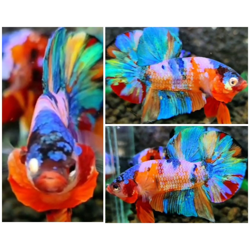 Sweet Multicolour #1