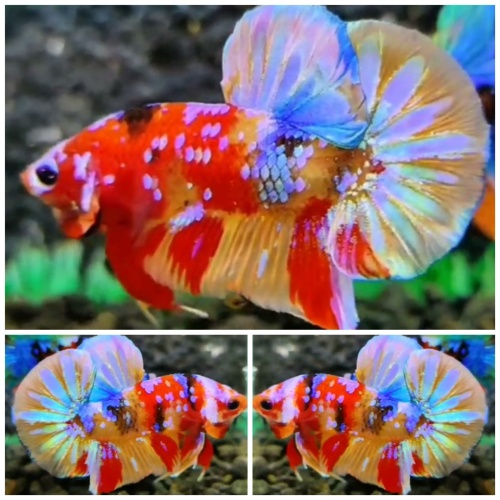 Sweet Multicolour #2