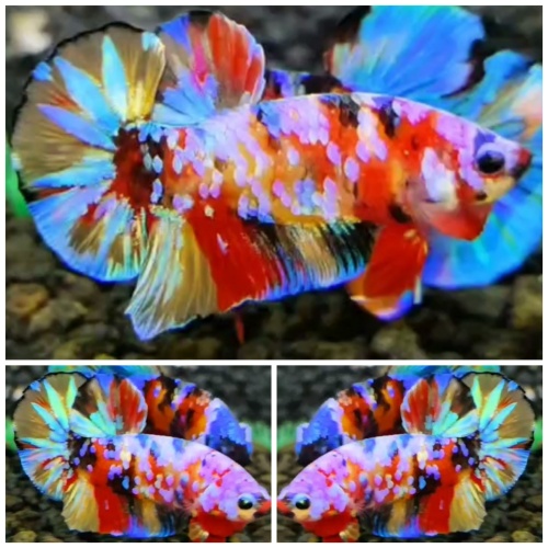 Sweet Multicolour #4