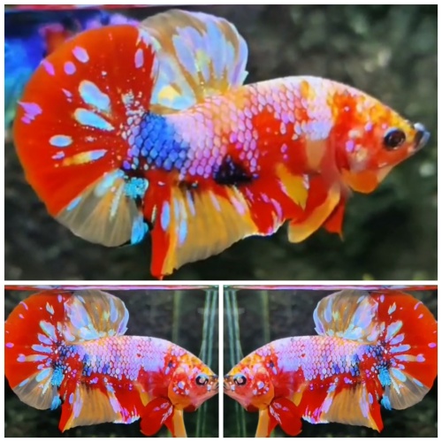 Sweet Multicolour #5