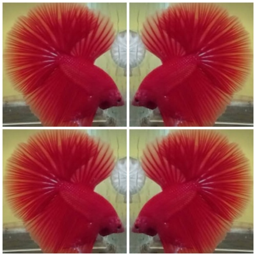 Super Red OHM