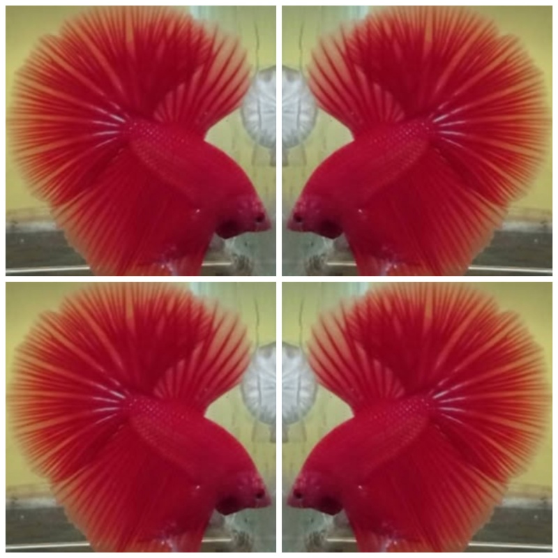 Super Red OHM