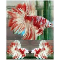 Red Barongsai #1