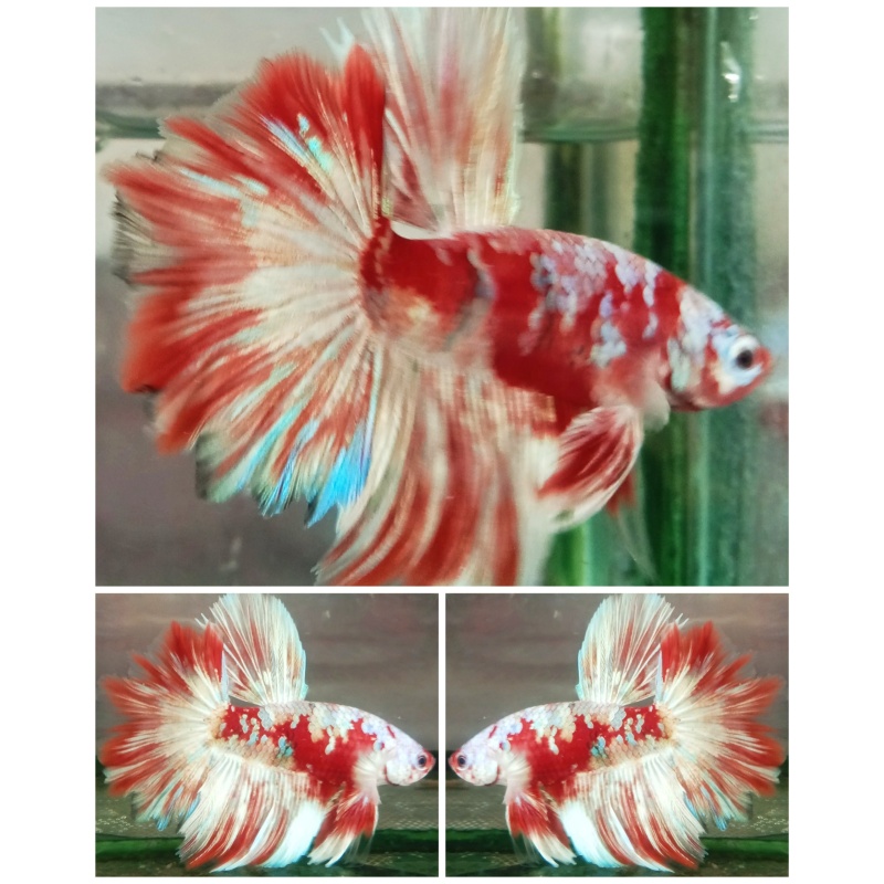 Red Barongsai #1