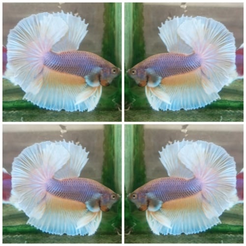 Purple Gas Butterfly