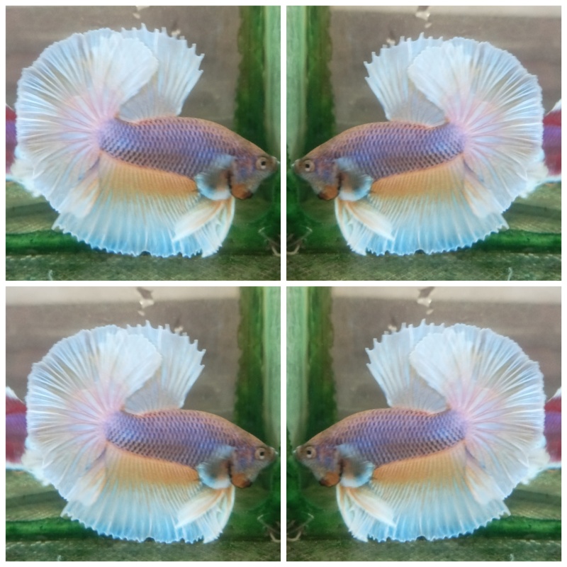 Purple Gas Butterfly