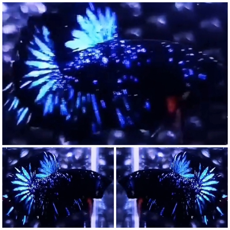Black Star Galaxy