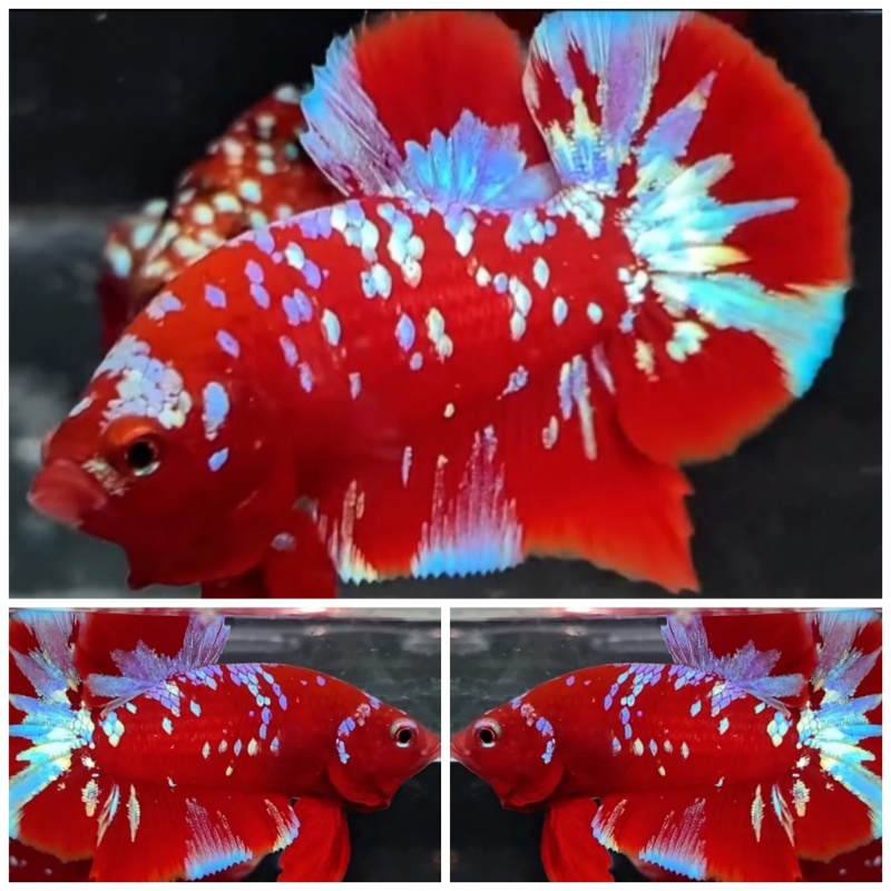 Red Orion #1