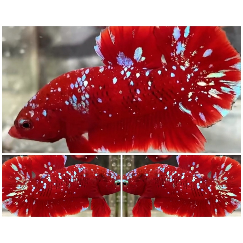 Red Orion #2