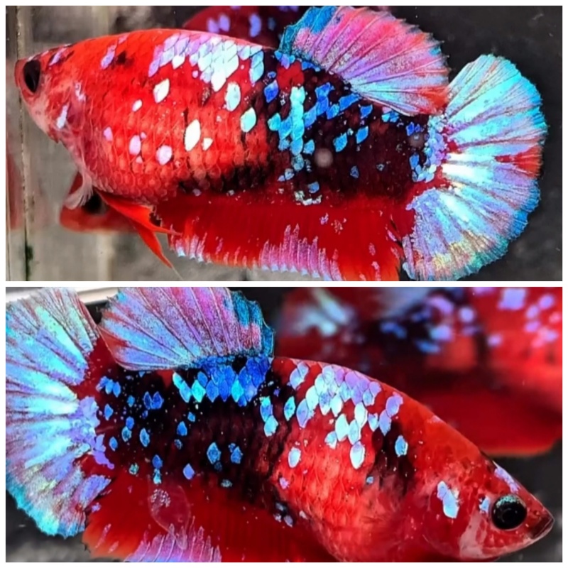 Female Red Orien