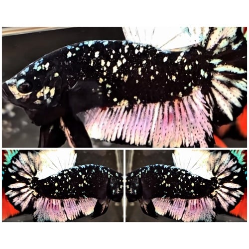 Avatar Copper Glitter