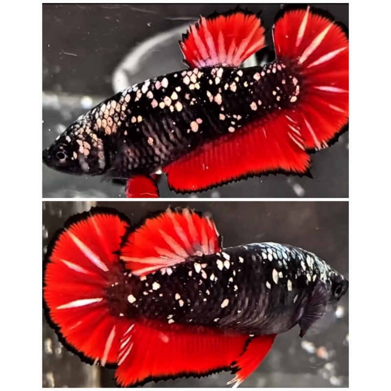 Female Avatar Red Chrome