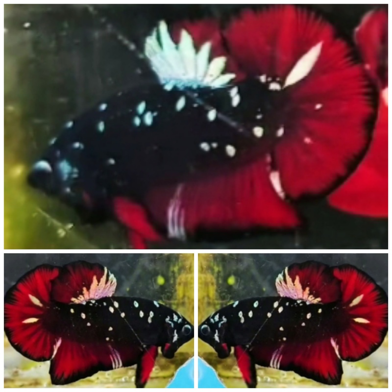 Avatar Red Chrome
