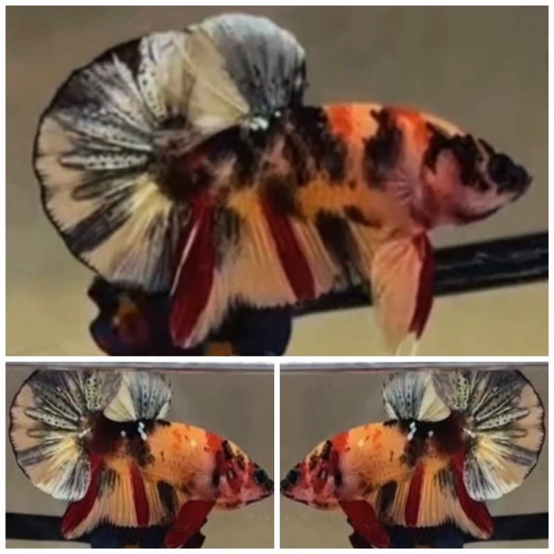 Nemo Copper