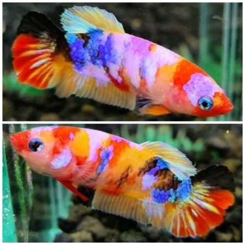 Female Multicolour #4