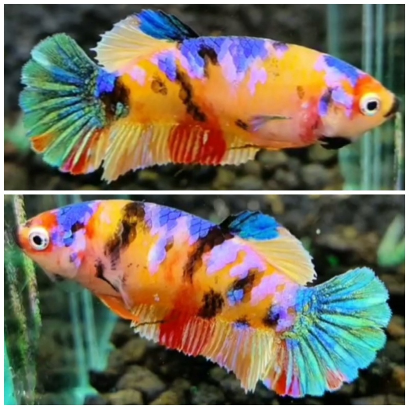 Female Multicolour #5