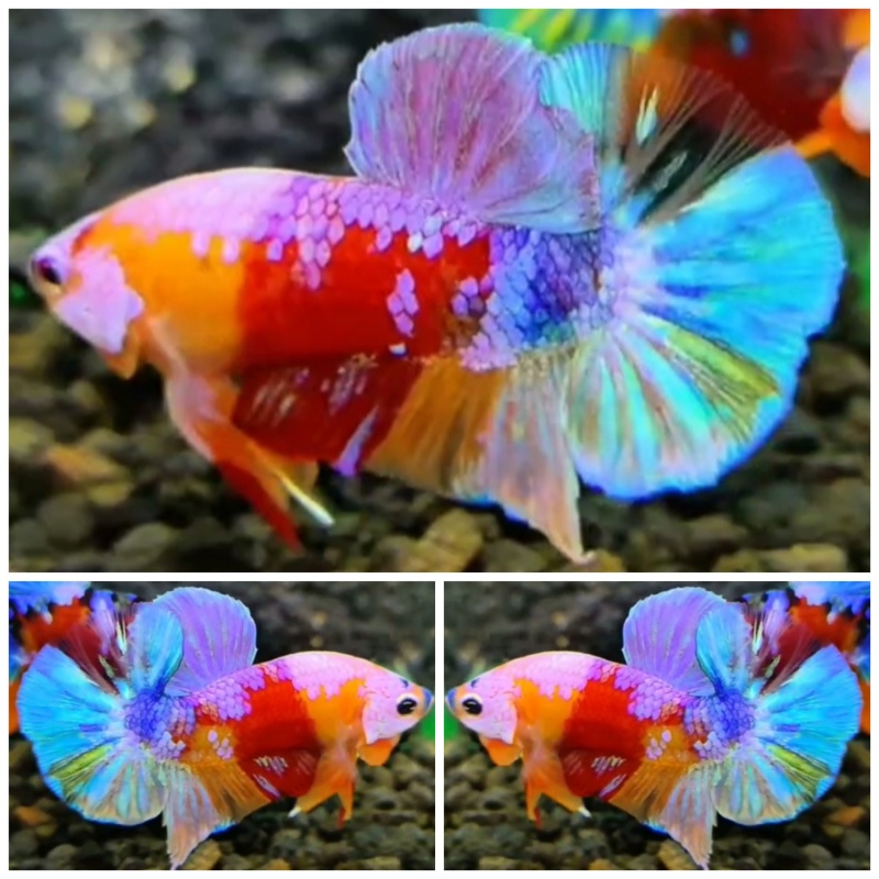Sweet Multicolour #11