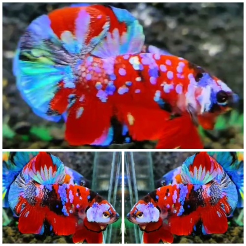 Sweet Multicolour #10