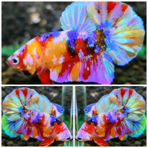Sweet Multicolour #8