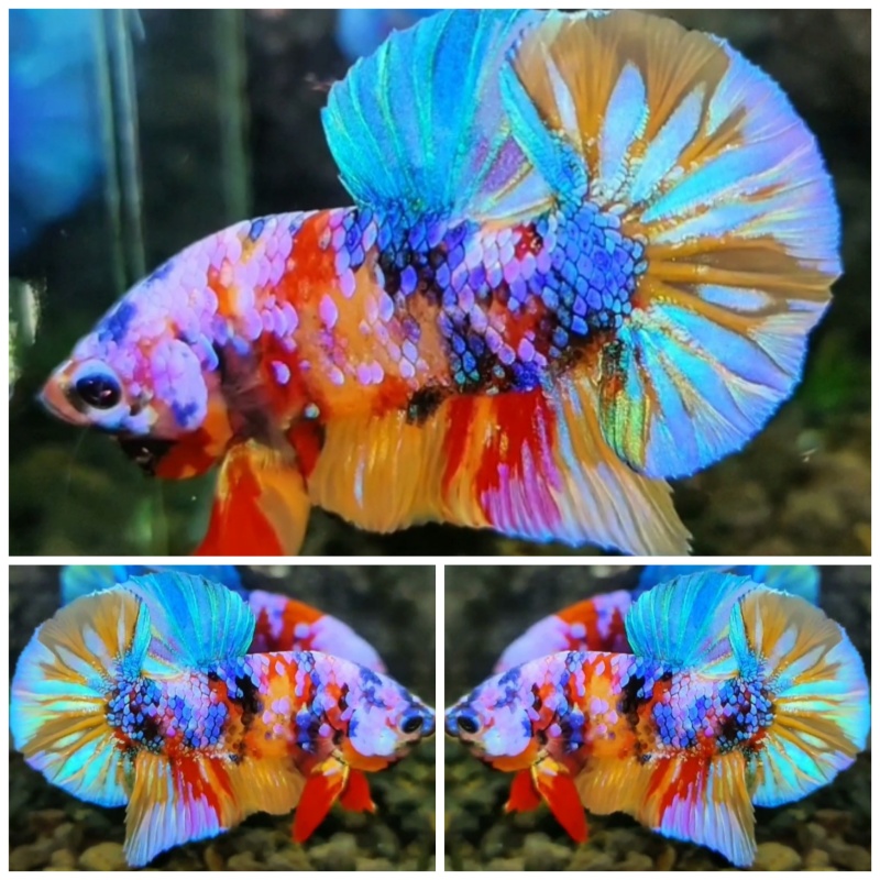 Sweet Multicolour #9