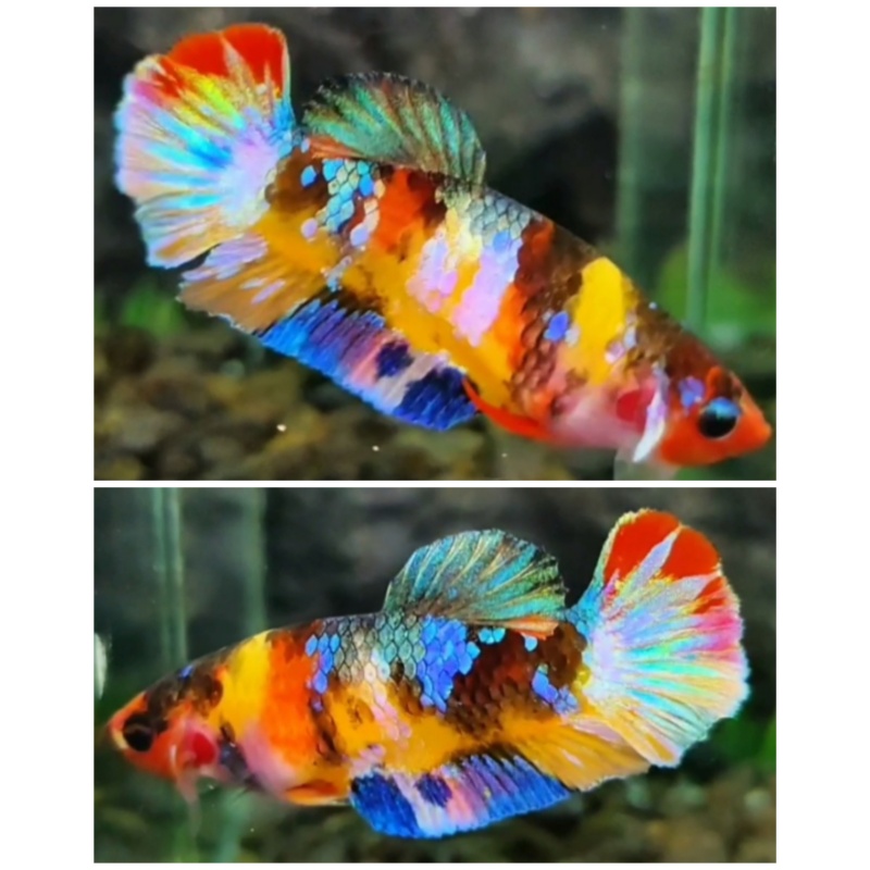 Female Multicolour #6