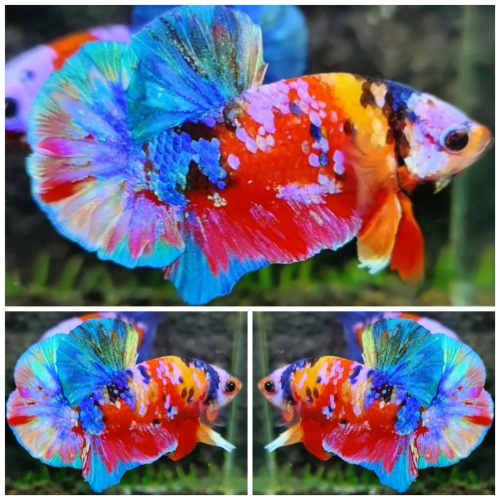 Sweet Multicolour #7