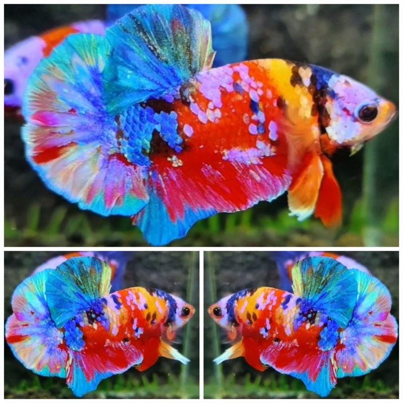 Sweet Multicolour #7