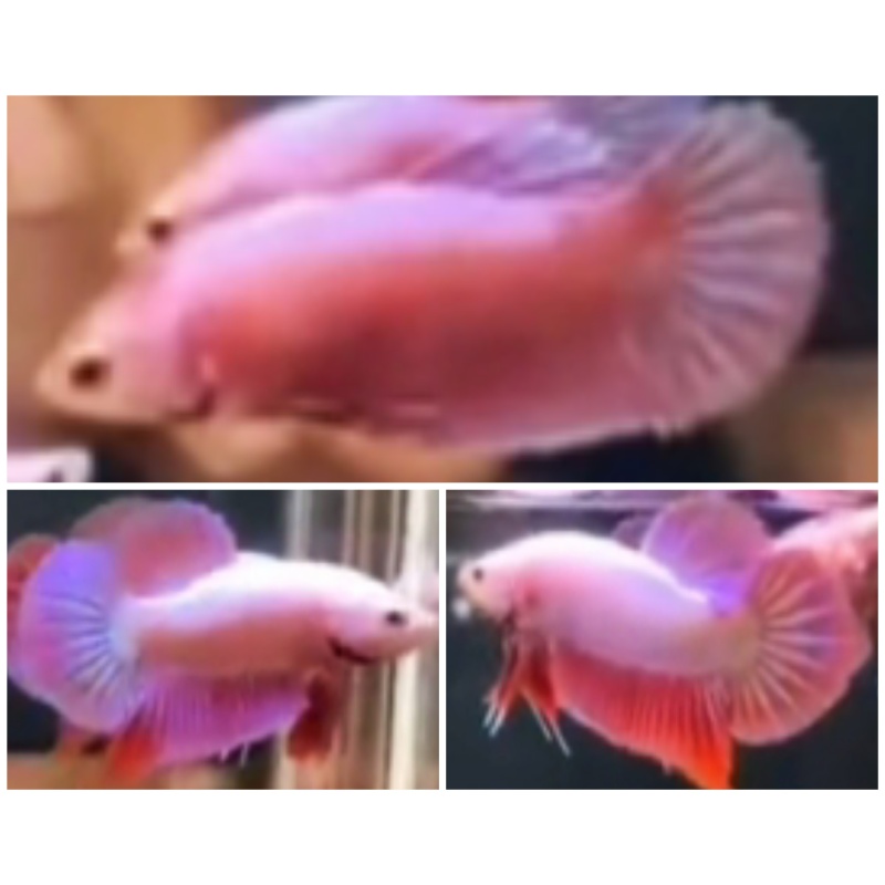 Pair Pink Aurora