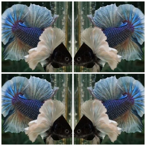 Blue Dumbo Black Head